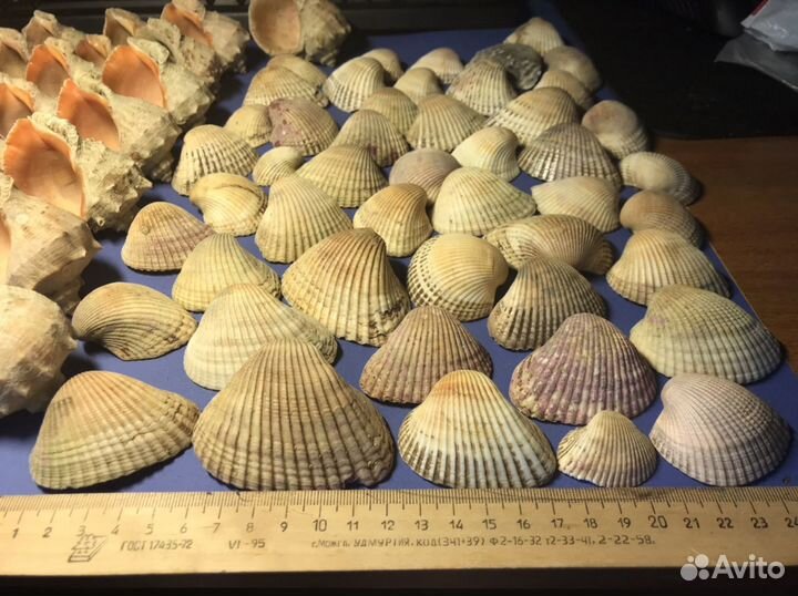 Рапаны, ракушки