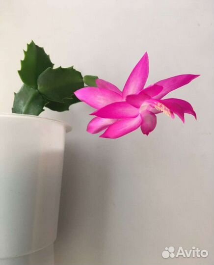 Декабрист 3 расцветки