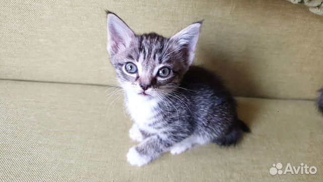 Кошки бесплатно