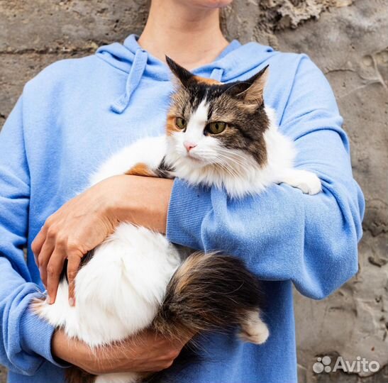 Кошка с пушистым хвостом