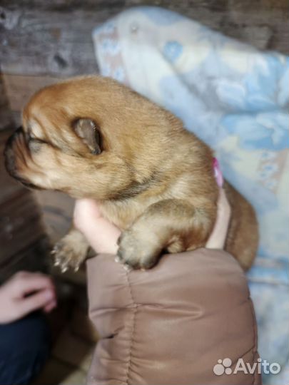 Щенки корелло финская лайка