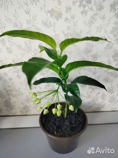 Хойя мультифлора