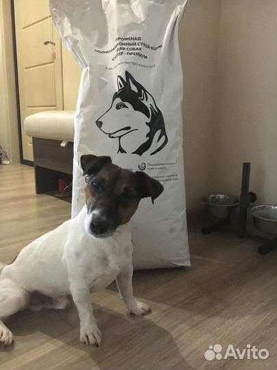 Сухой корм супер премиум класса для собак