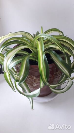 Хлорофитум кудрявый