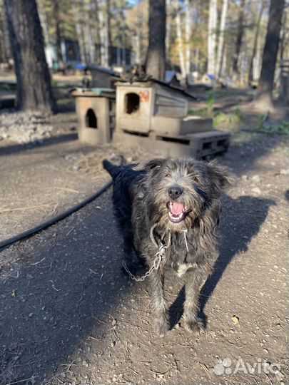 Собака в добрые руки
