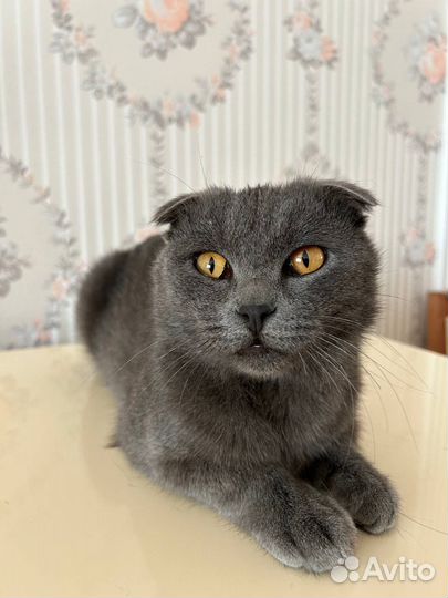 Котенок Интеллигент