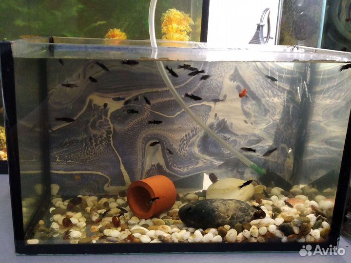 Гуппи и моллинезии