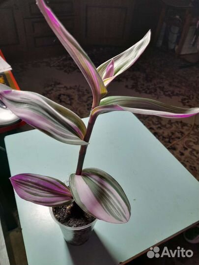 Традесканция нанук