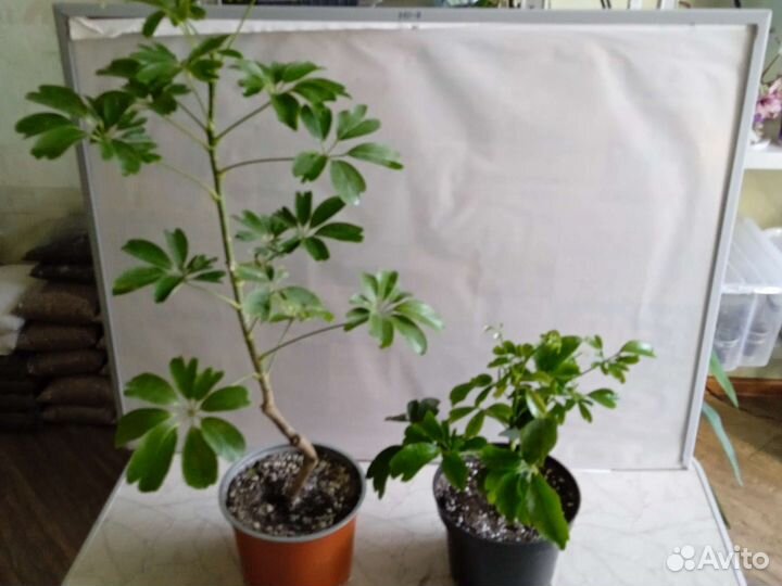 Комнатные растения цветы