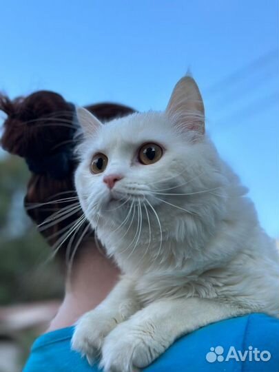 Турецкая ангора