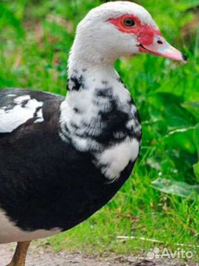 Индоутка мускусная утка