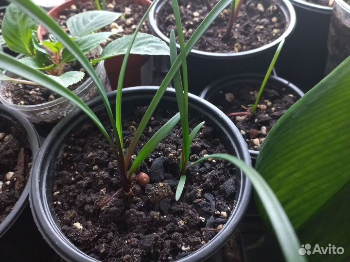 Комнатные цветы Лилия Валлота