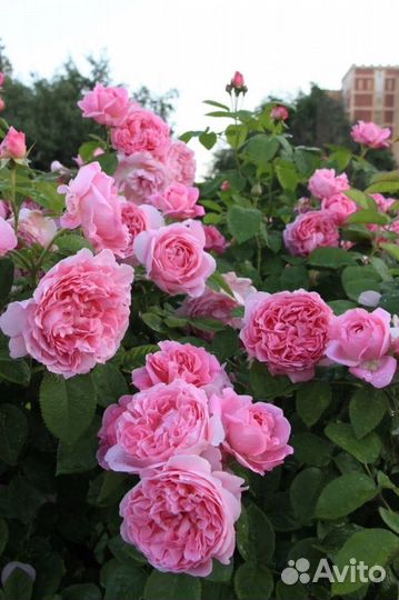 Роза английская Мэри Роуз (Mary Rose)