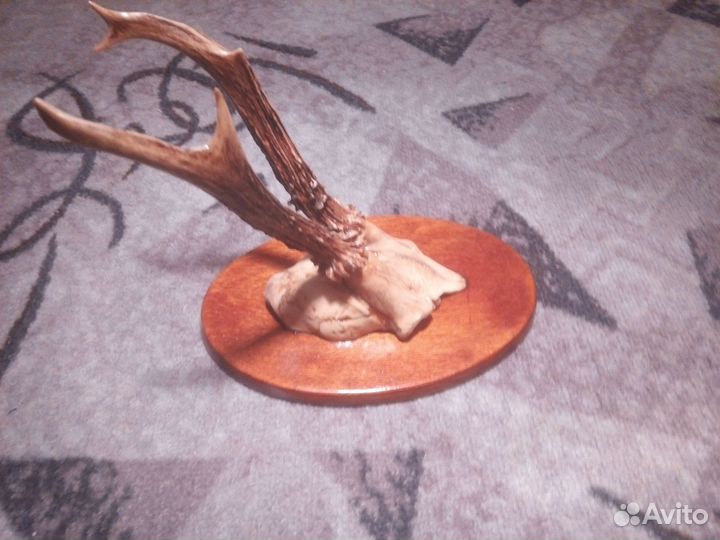 Рога касули