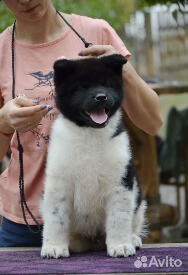 Шикарные от емпресс фике