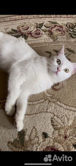 Отдам кошку в добрые руки