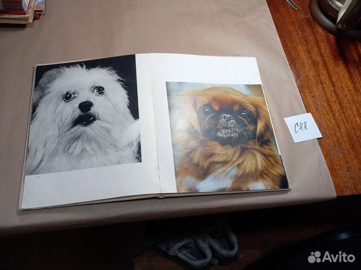 Мой пес Вдовинский Здислав