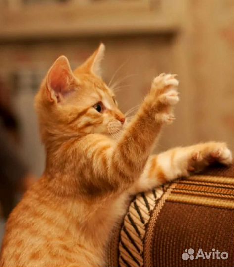 Рыжий мальчик на счастье в заботливые руки