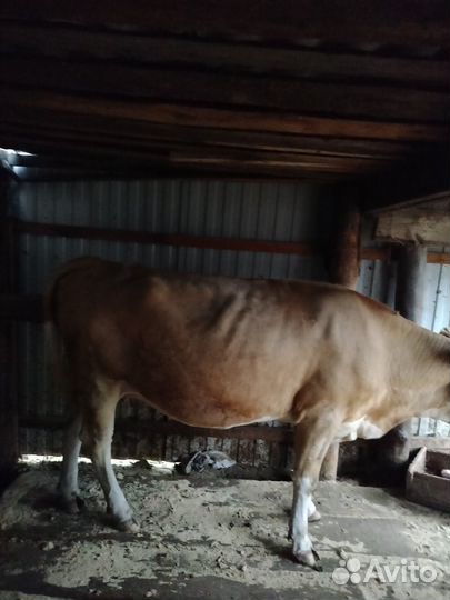 Продам крс, лошадь