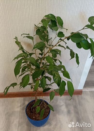 Фикус бенджамина