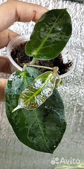 Хойи сортовые