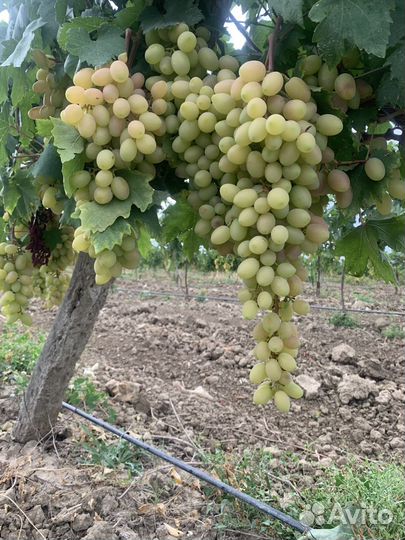Виноград
