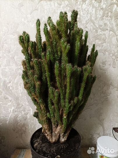 Цереус перуанский