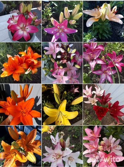 Лилия детки