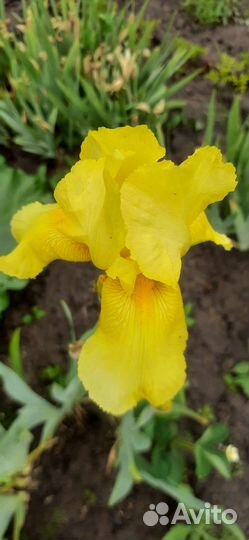 Ирисы бородатые