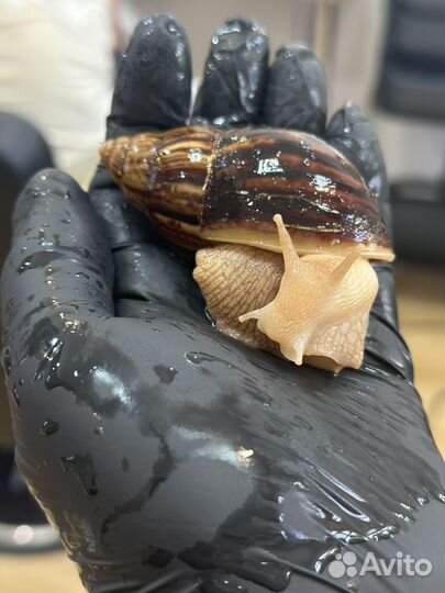 Улитки Ахатины бесплатно