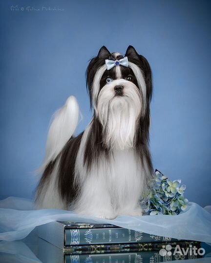 Бивер,цветной йорк,биро,шоколадный йорк,вязка