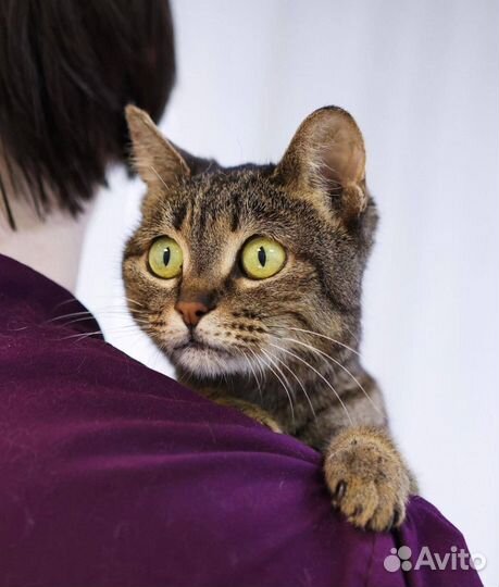 Кошечка ищет дом