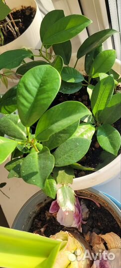 Гардения, комнатный цветок