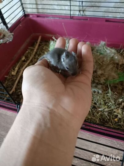 Чилийская белка дегу