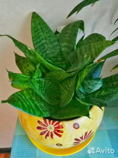 Комнатные растения хатиора, кордилина, Шефлера