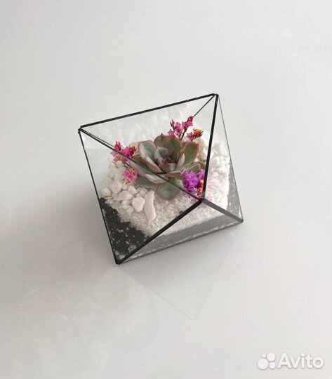 Флорариум с суккулентами