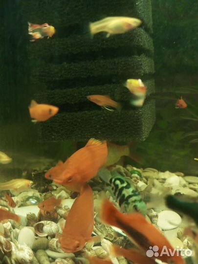 Рыбка меченосец