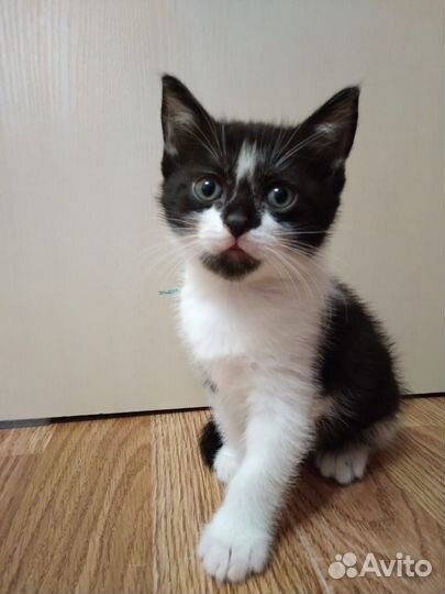 Отдам кошечку в добрые руки