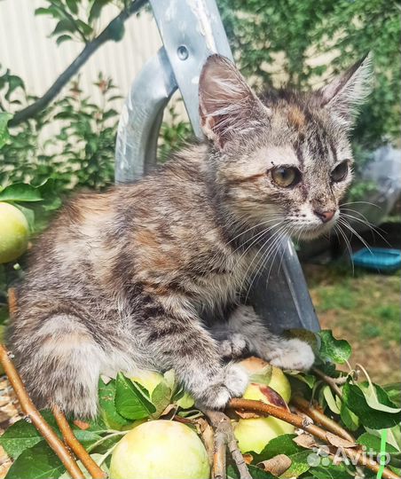 Кошечка- ласкуша 3 мес