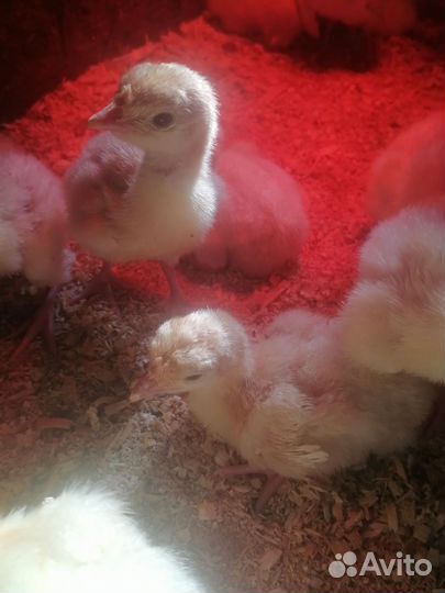 Индюшата бройлерные