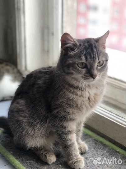 Малышка Кнопочка ищет семью