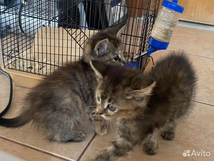 Котята в добрые руки девочки