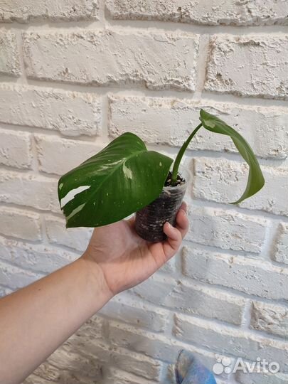 Филодендрон белая принцесса