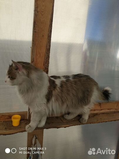 Кот ищет дом