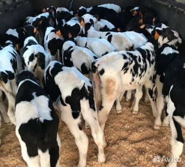 Бычки телята