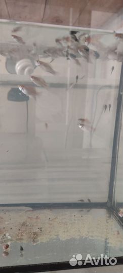 Моллинезия велифера