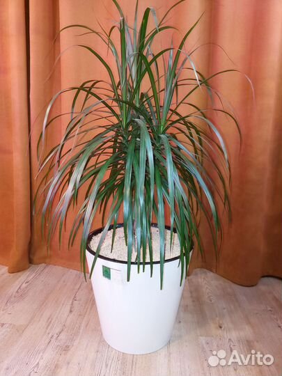 Драцена маргината взрослая