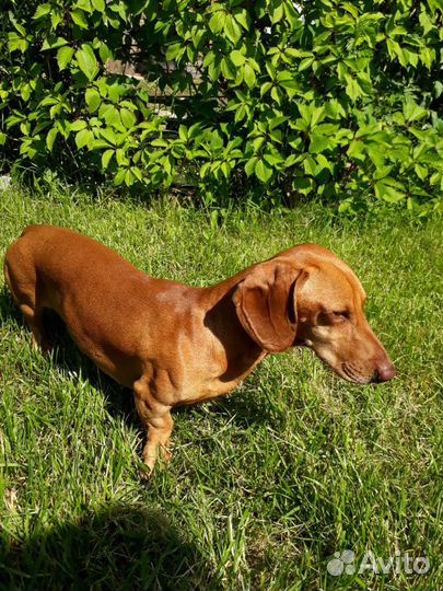 Такса вязка