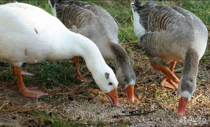 Комбикорм для с/х птиц