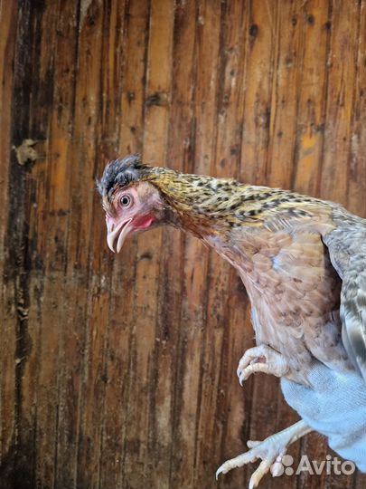 Куры молодки доминант